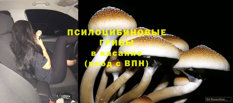 Галлюциногенные грибы Psilocybe  закладки  Новороссийск 